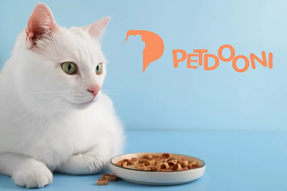 بهترین غذای خشک گربه پرشین در پت شاپ آنلاین پتدونی 1404 | مقایسه ۵ برند محبوب و تخصصی